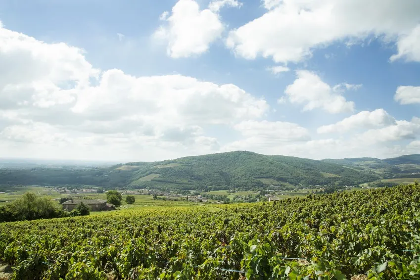 Les coteaux de Juliénas sous un ciel de nuages