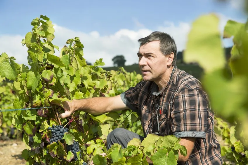Guy Voluet montre une grappe de gamay