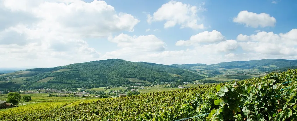 Les vignes de Juliénas en été, les monts du Beaujolais à l'horizon