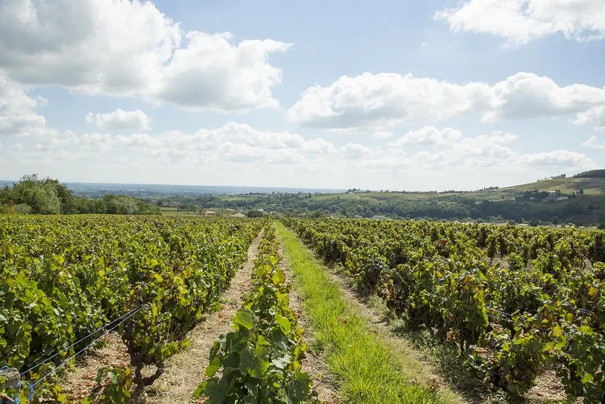 Un rang de vigne enherbé qui descend le coteau